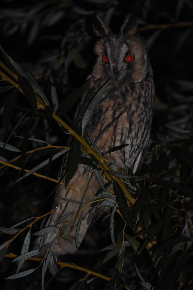 La visite en pleine nuit de monsieur Hibou de audrey.C 