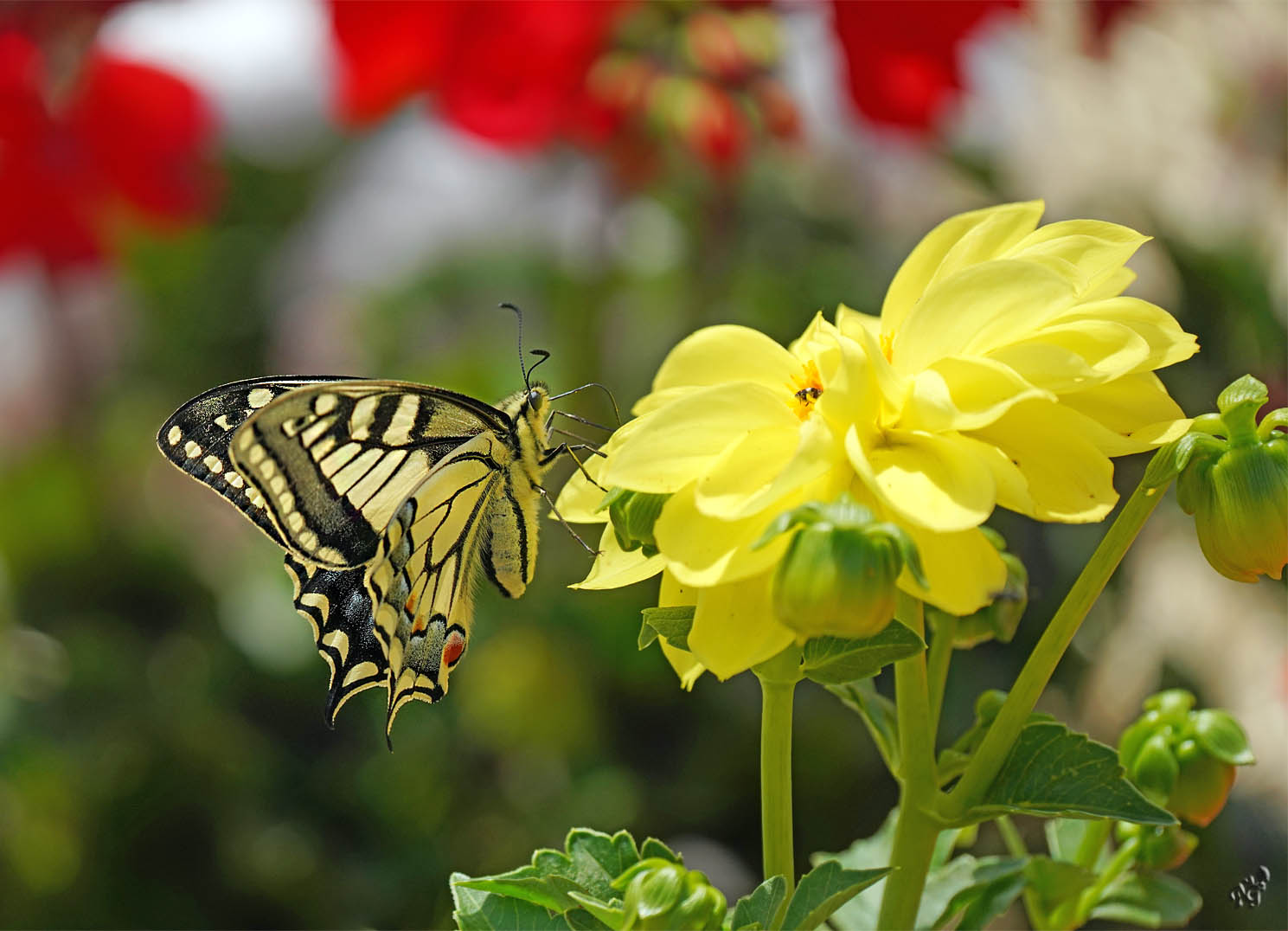 La visite printanière du machaon