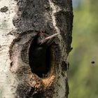 La vita nel bosco di maggio