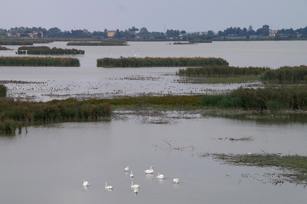 La vita nel Delta