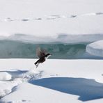 La vita nel torrente ghiacciato.