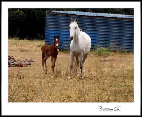 ... la vita si rinnova