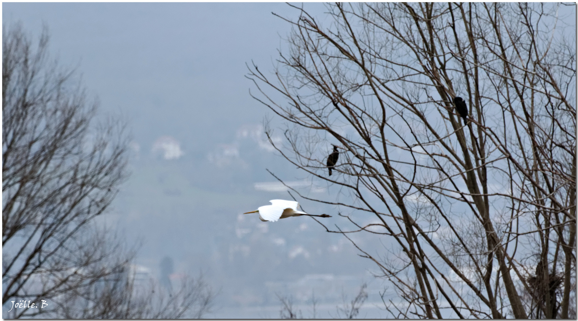 La voilà qui arrive..ma p'tite Aigrette !