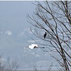 La voilà qui arrive..ma p'tite Aigrette !