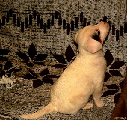 La voix de son maître...