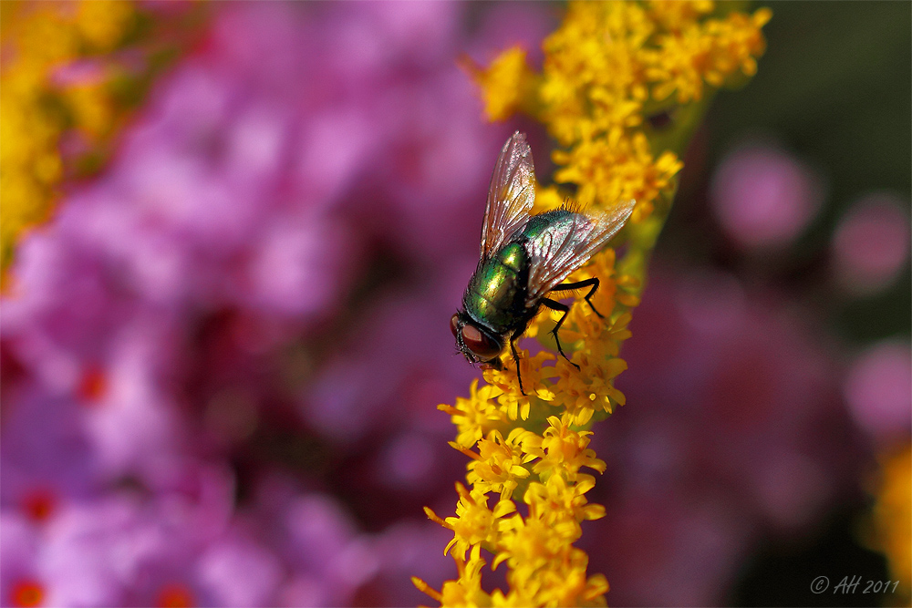 la volée - the fly - die Fliege