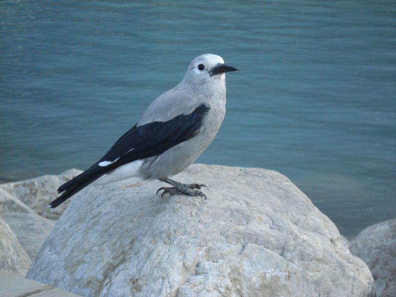 La Voleuse Canadienne