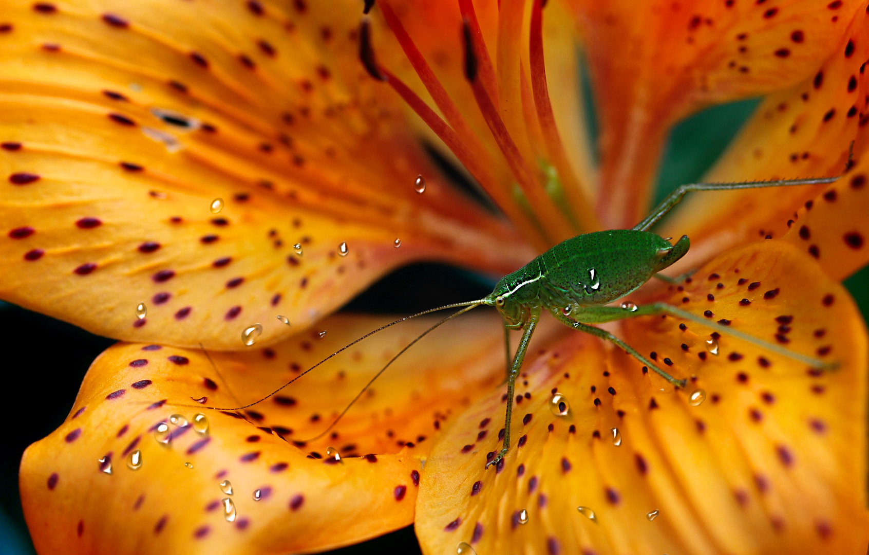 La vorace cavalletta verde