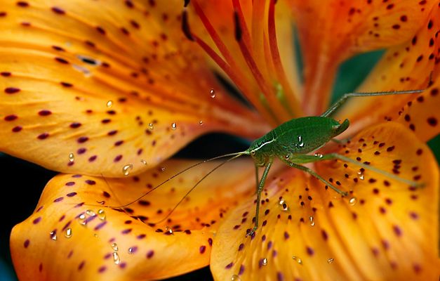 La vorace cavalletta verde