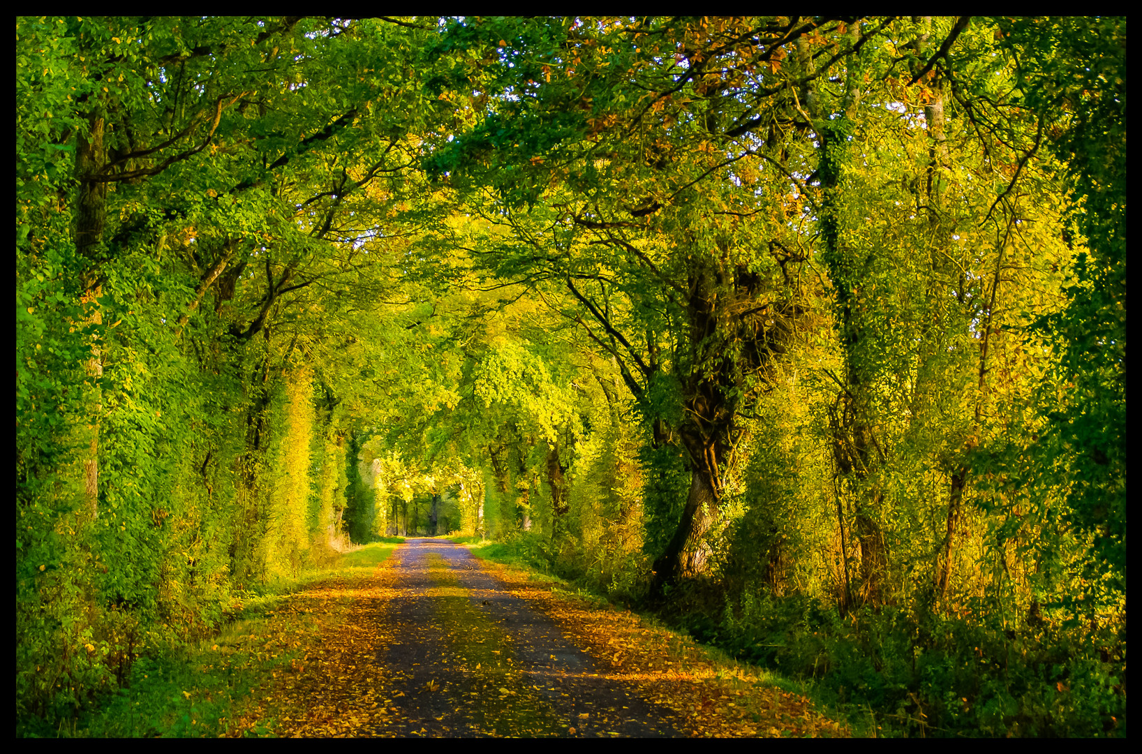 La voûte d'arbres