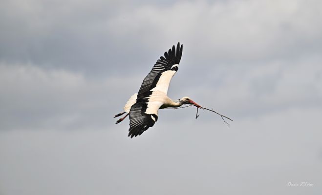 La vrai cigogne Alsacienne
