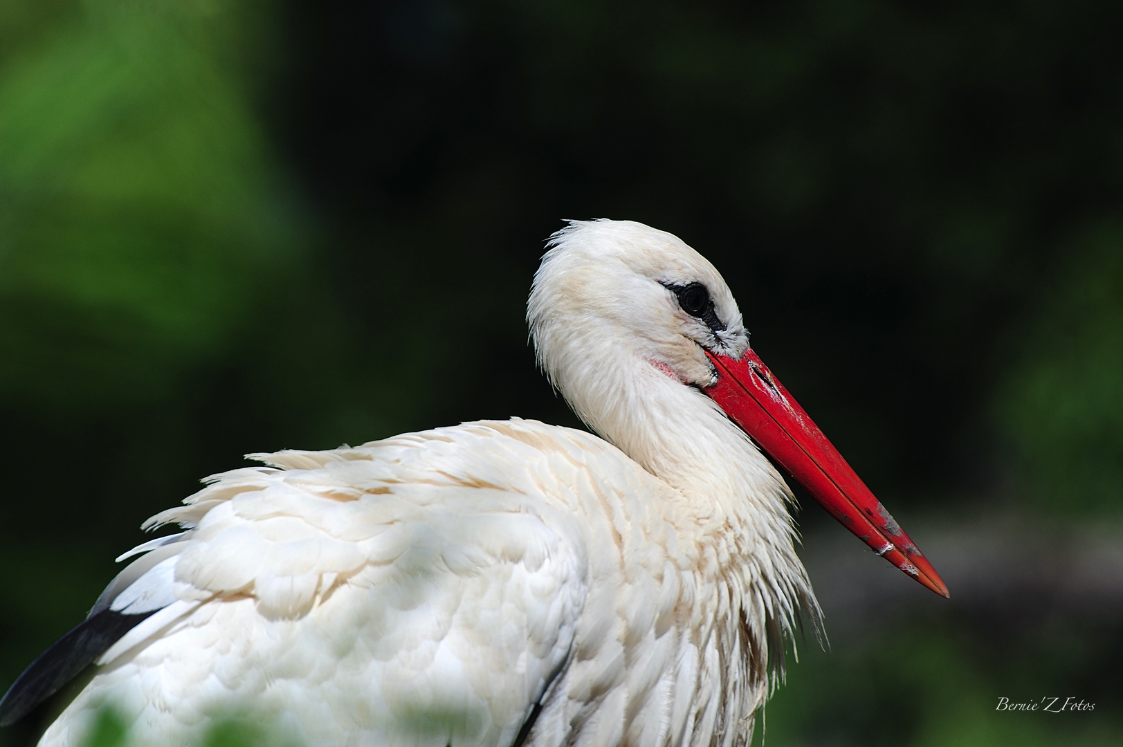 La vraie cigogne Alsacienne