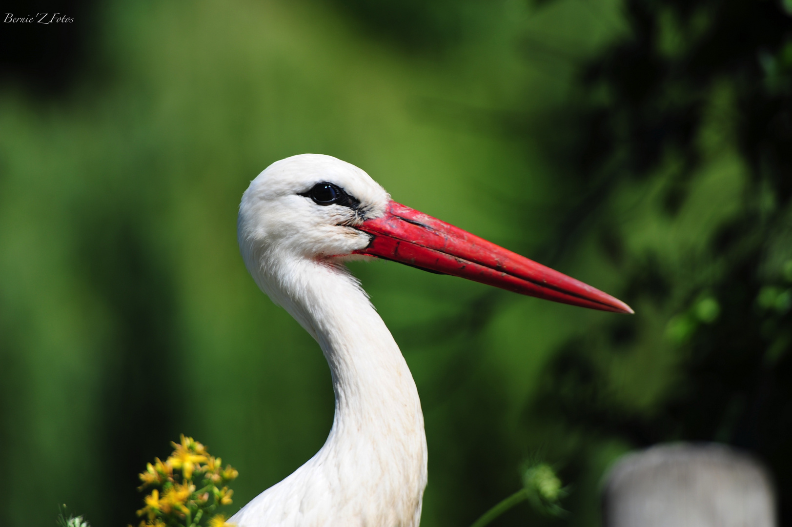 la vraie cigogne Alsacienne