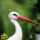 la vraie cigogne Alsacienne