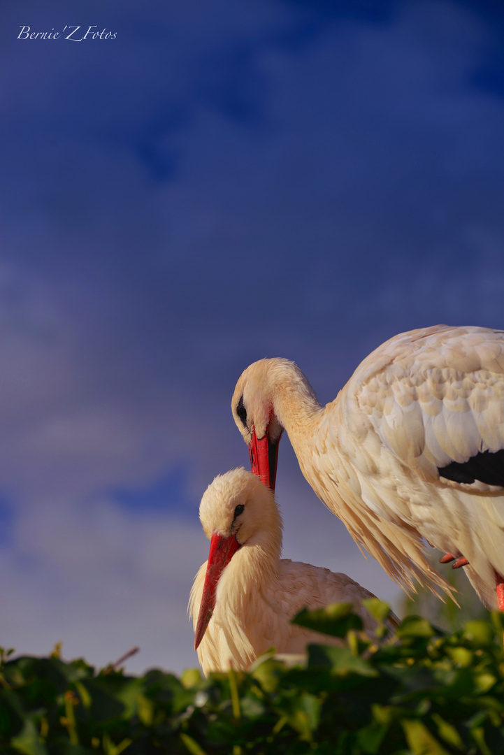 La vraie cigogne d'Alsace