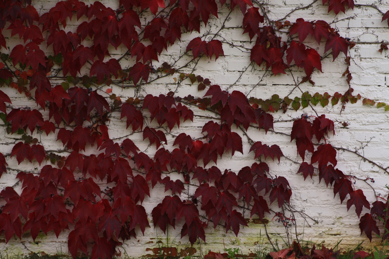 La yedra de otoño 