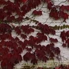 La yedra de otoño 