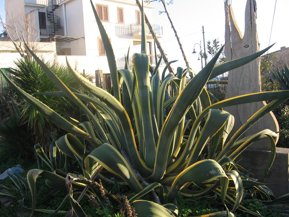 La Zabbara (Agave)