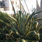 La Zabbara (Agave)