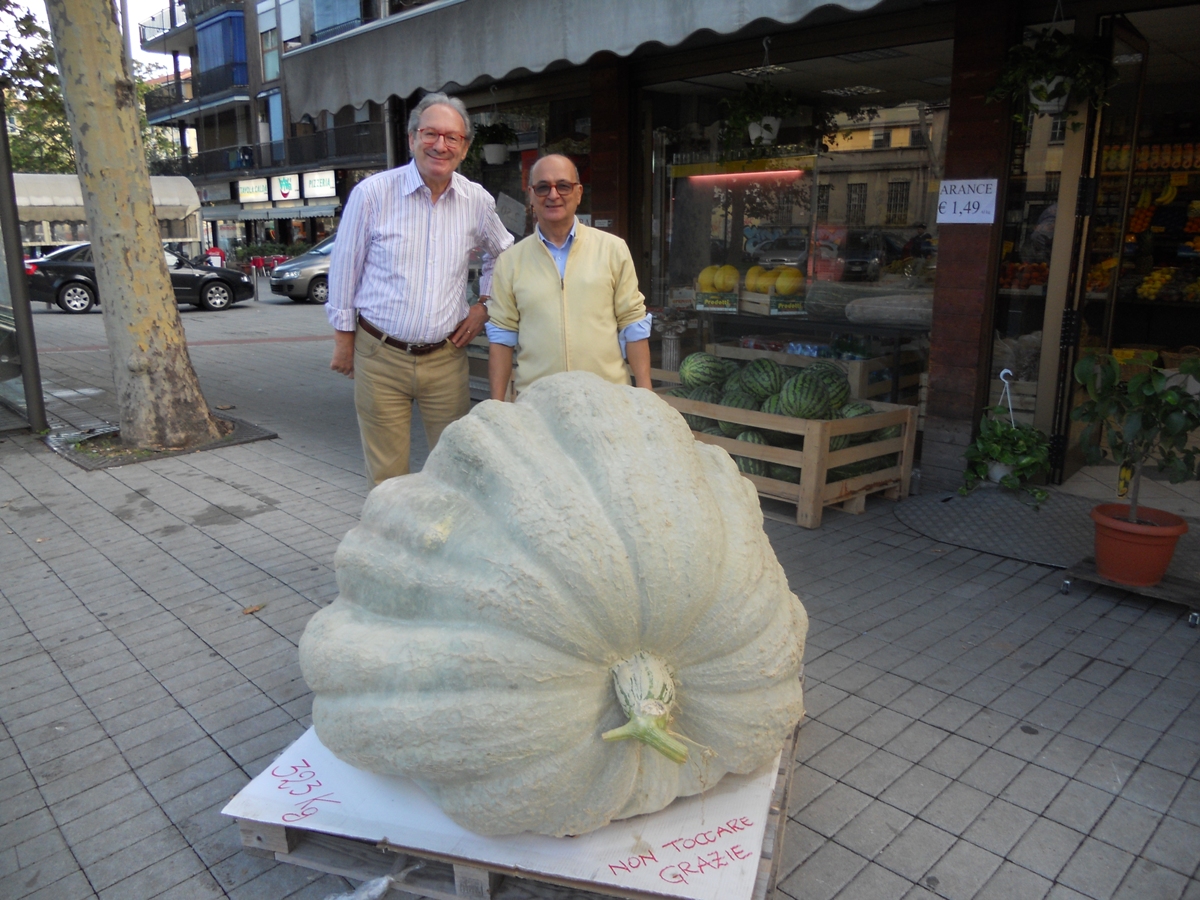 la zucca gigante Alma