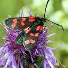 la zygène de la coronille, Zygaena ephialtes