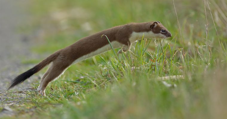 Wiesel Fotos & Bilder auf fotocommunity