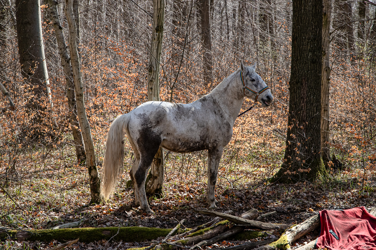 Laab im Walde Pferd beim rasten.