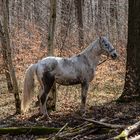 Laab im Walde Pferd beim rasten.