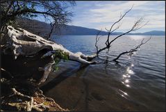 *Laacher See*