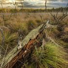 Laaver Moor