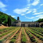 L'abbaye de Sénanque