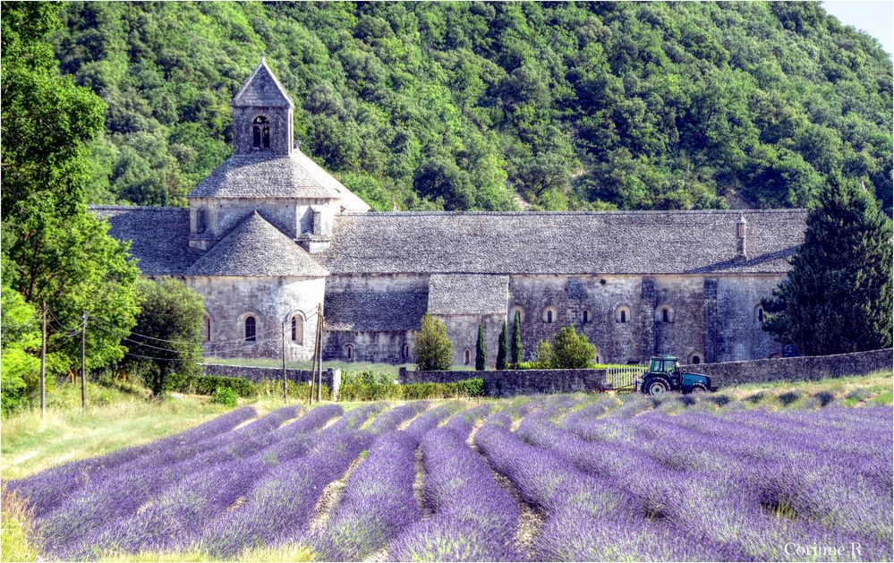 L'Abbaye de Sénanque