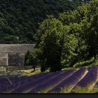 L'abbaye de Sénanque