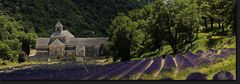 L'abbaye de Sénanque