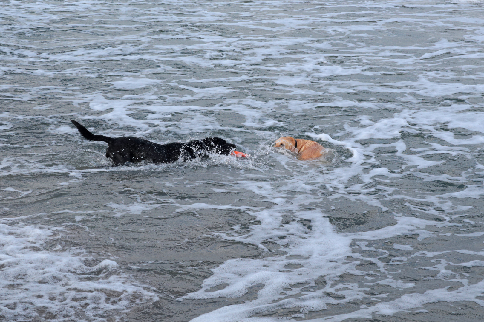 Labbis beim Wasserspaß - Schaabe Ostsee