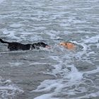 Labbis beim Wasserspaß - Schaabe Ostsee