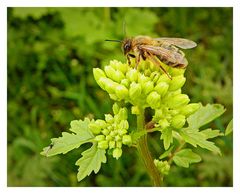 l'abeille