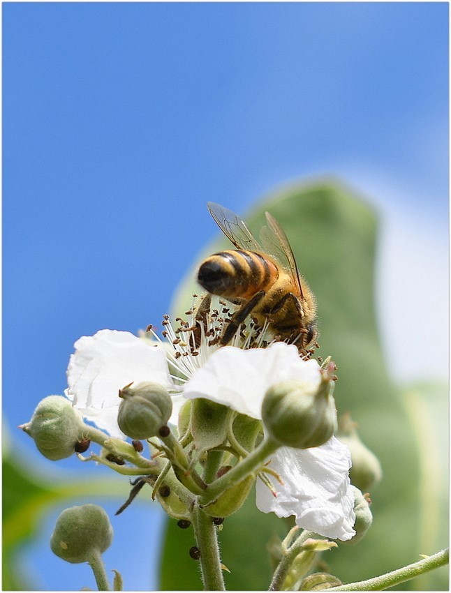 l'abeille