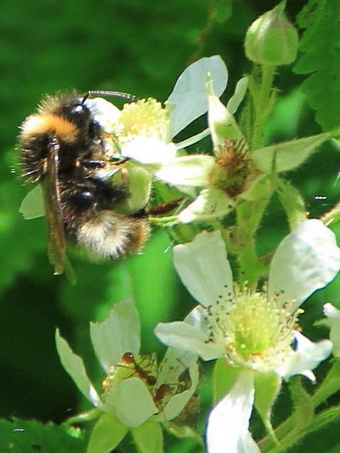 l'Abeille