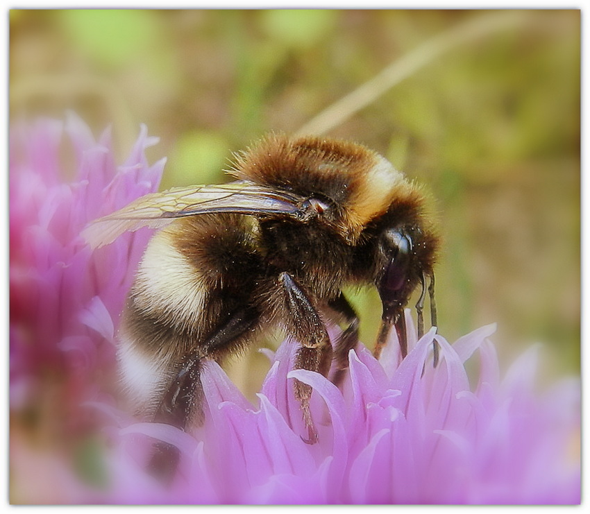 l'abeille