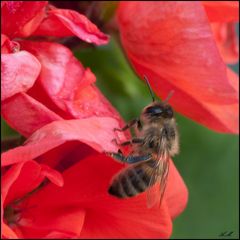 L'abeille