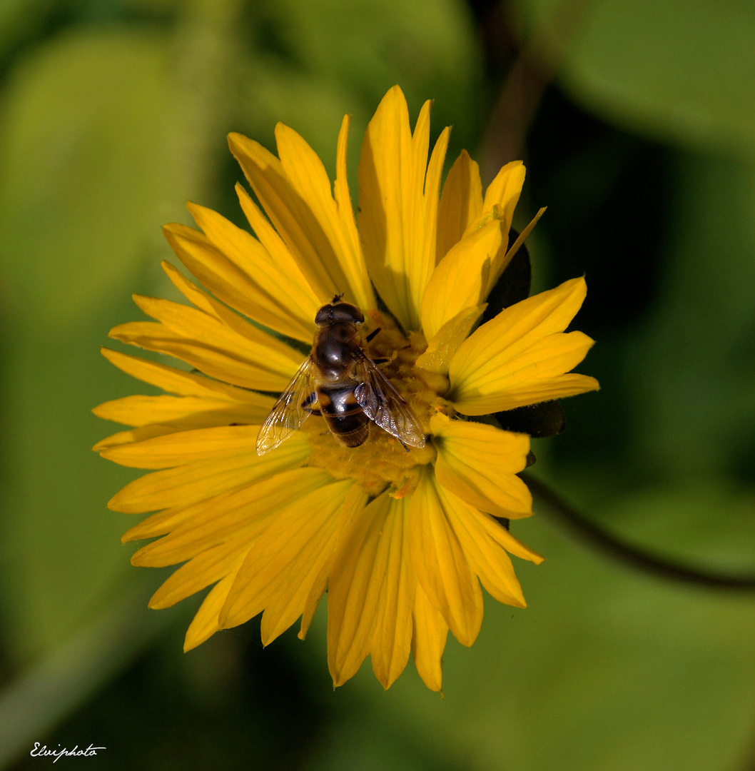 l'abeille 