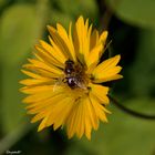 l'abeille 