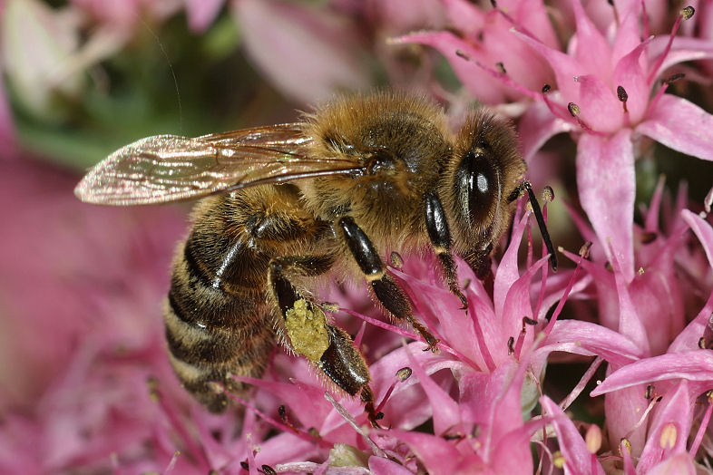 L'abeille