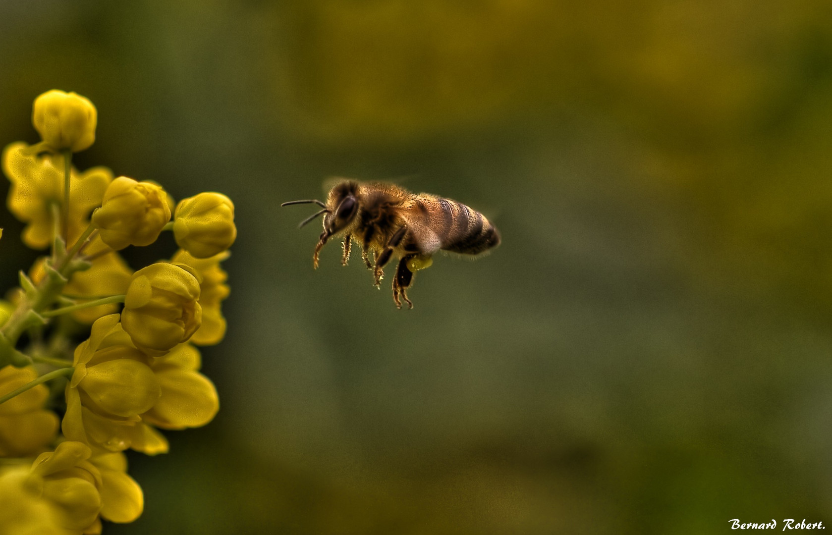 l'abeille !!!!