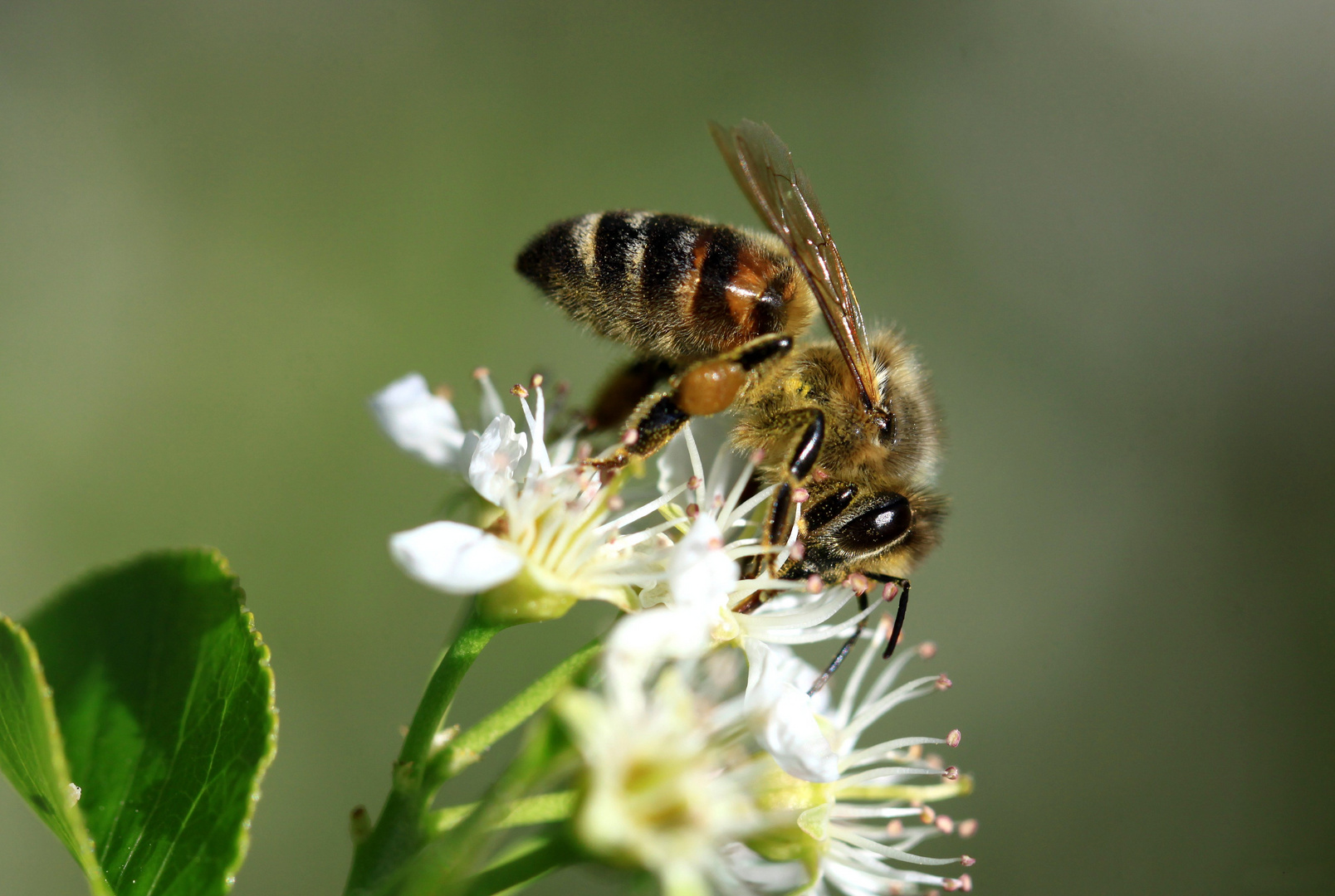  l'abeille