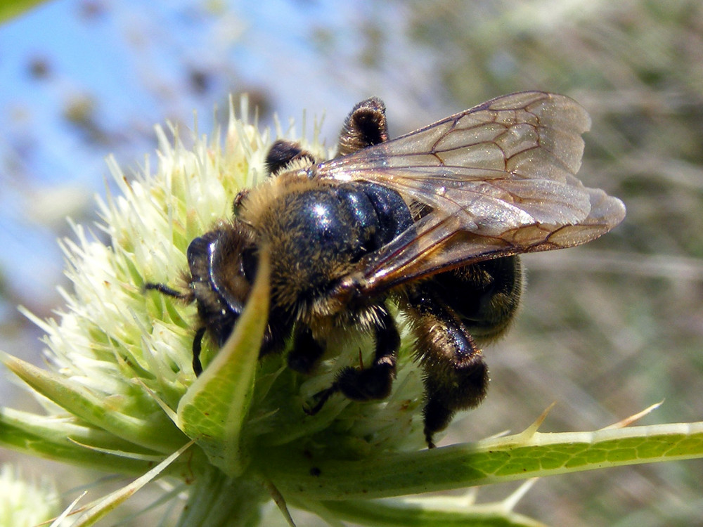 L'abeille