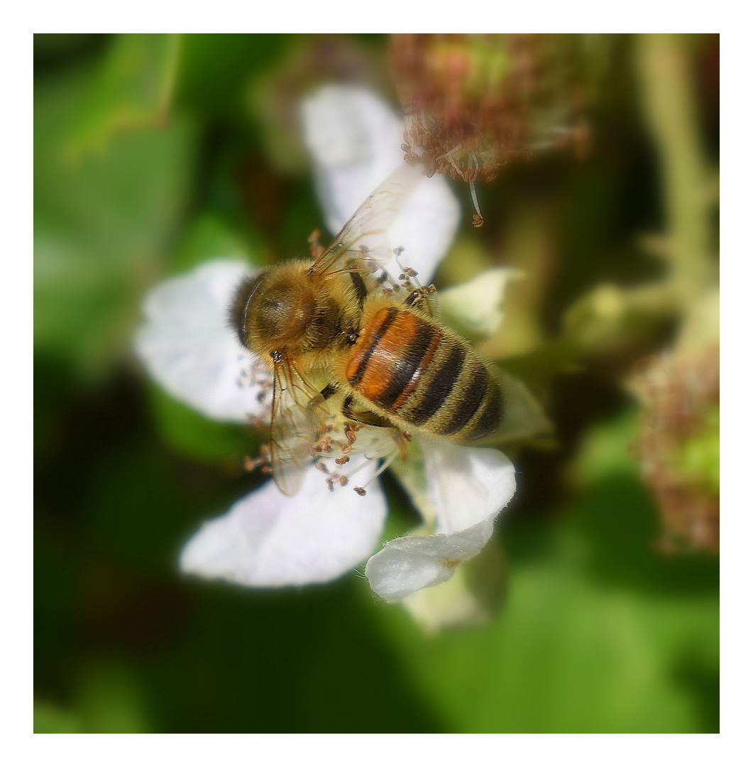 l'abeille