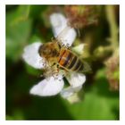 l'abeille