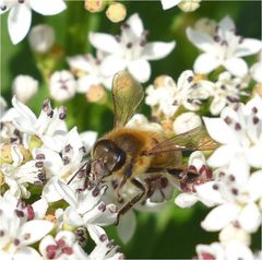 l'abeille